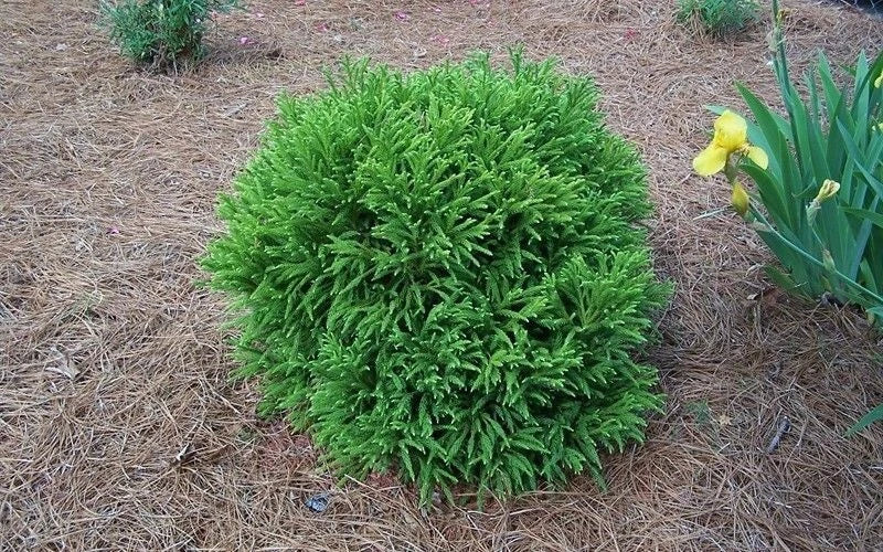 Cryptomeria 'Globosa Nana' Plant - Dwarf Japanese Cedar - Low Maintenance Evergreen Shrub - Ideal for Landscapes
