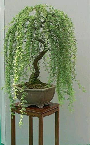 Bonsai Tree Cutting - Weeping Willow, Thick Trunk, Dwarf Bonsai Mater (Salix babylonica)