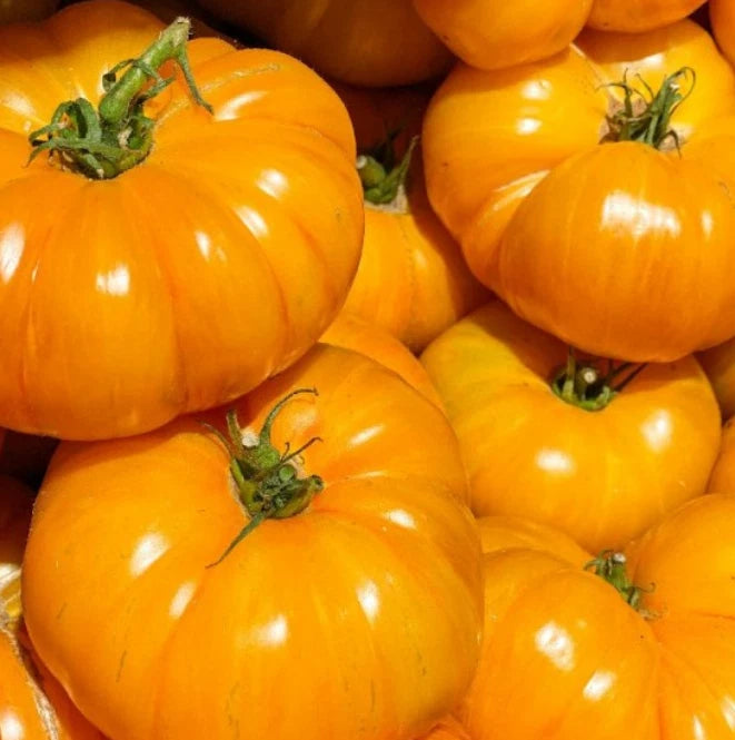 Brandywine Yellow Tomato Seeds - Indeterminate Beefsteak Heirloom, Non-GMO, 50 Pack - Perfect for Home Gardens