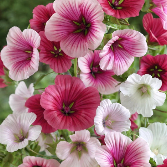 Malope Trifida Seeds, Dwarf Rose Mallow, Border & Bed Flowers, Ornamental Perennial, Free Shipping