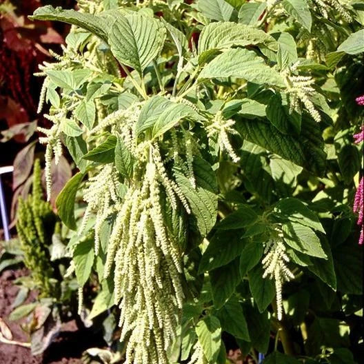 Amaranth Seeds - 1000 Non-GMO Green Tails Foxtail Tasselflower - Amaranthus viridis