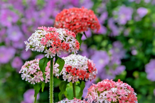Maltese Cross Seeds - 100 Count - Pink and White - Lychnis Chalcedonica - Rare Color