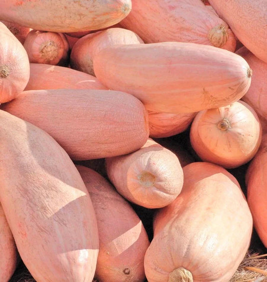 Jumbo Pink Banana Squash Seeds | Pumpkin Georgia Candy Roaster Seeds | Heirloom Variety for 2025 Planting