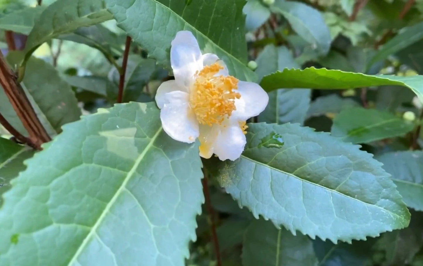 Camellia Sinensis Tea Plant Cuttings 6-Pack Cold Hardy Zone 6b White Flowers Edible Landscaping