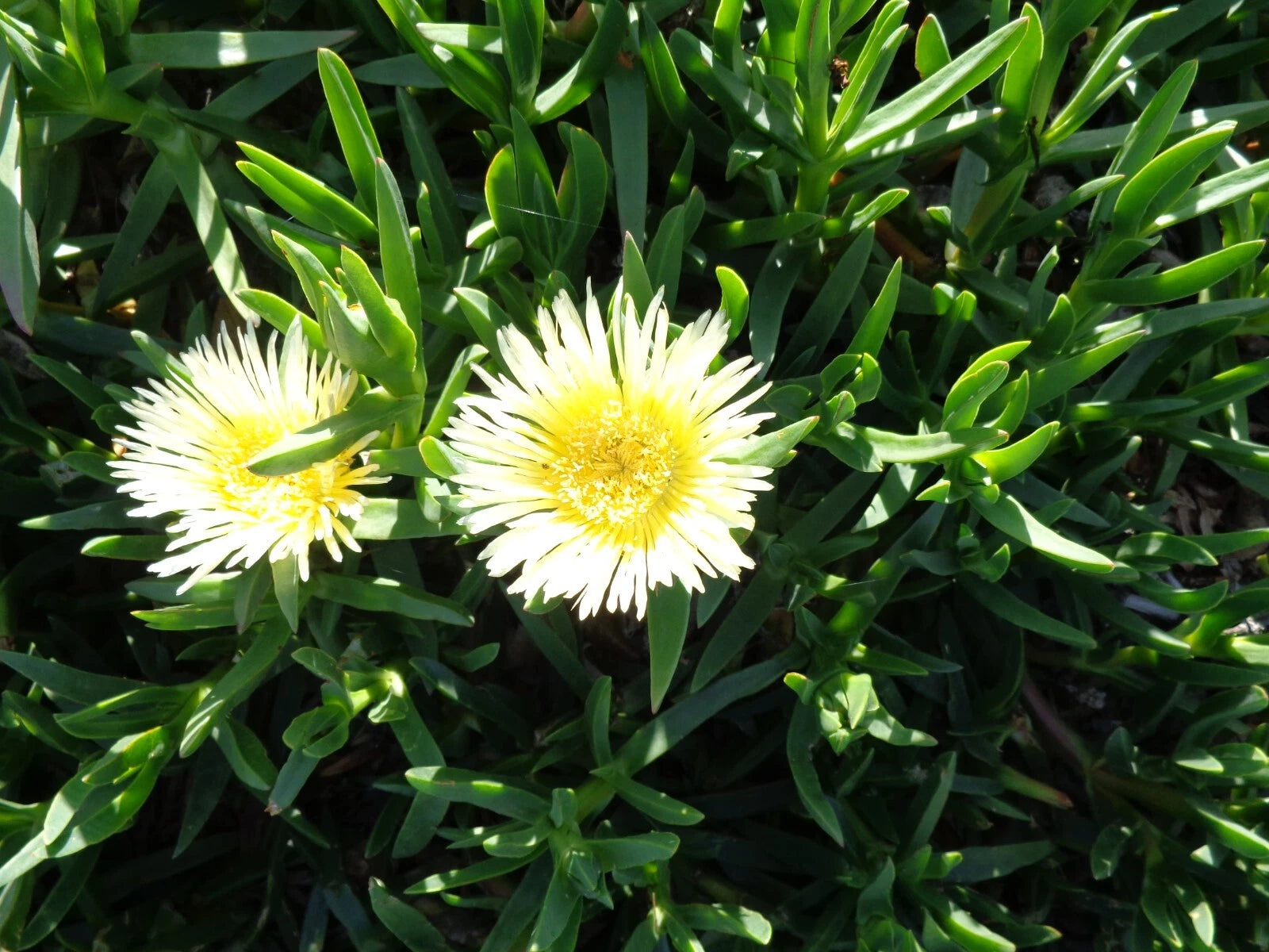Ice Plant Cuttings 5 x 6'' Yellowish & White Ground Cover Succulents, Fresh Cuttings (Delosperma spp.)