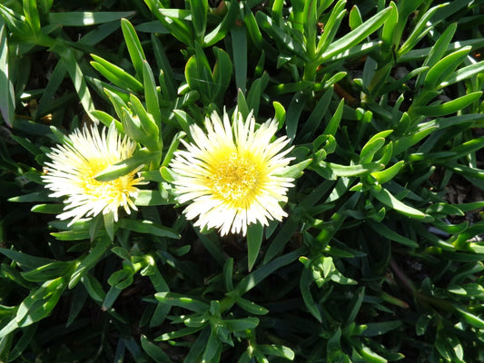 Ice Plant Cuttings 5 x 6'' Yellowish & White Ground Cover Succulents, Fresh Cuttings (Delosperma spp.)