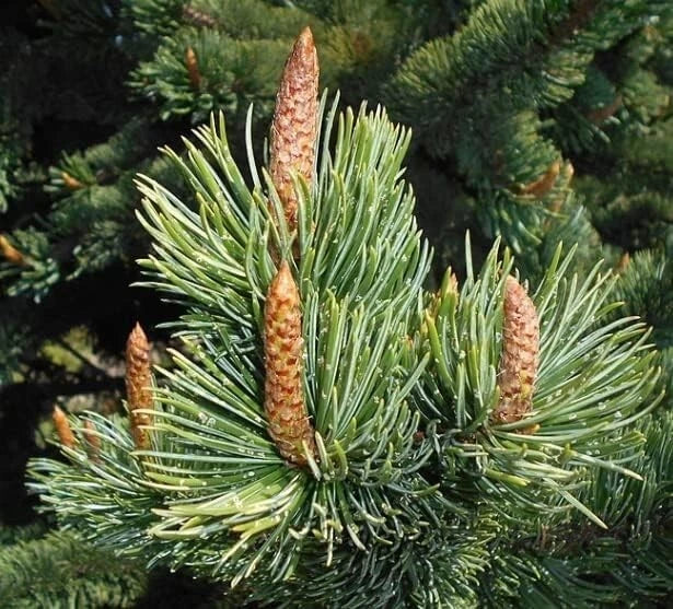 Bristlecone Pine Tree Seeds (30 Seeds) - Pinus aristata - Hardy & Resilient Evergreen for Planting