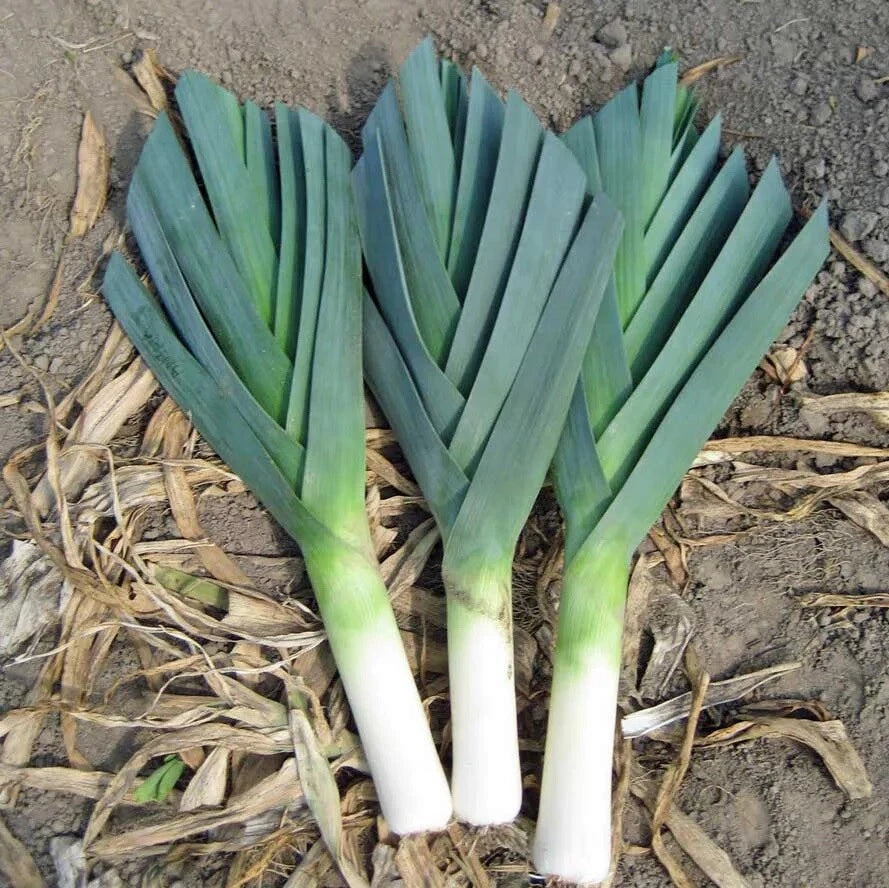 American Flag Leek Seeds - 40,000 Non-GMO Heirloom Cold Hardy Sweet Variety (Allium ampeloprasum)