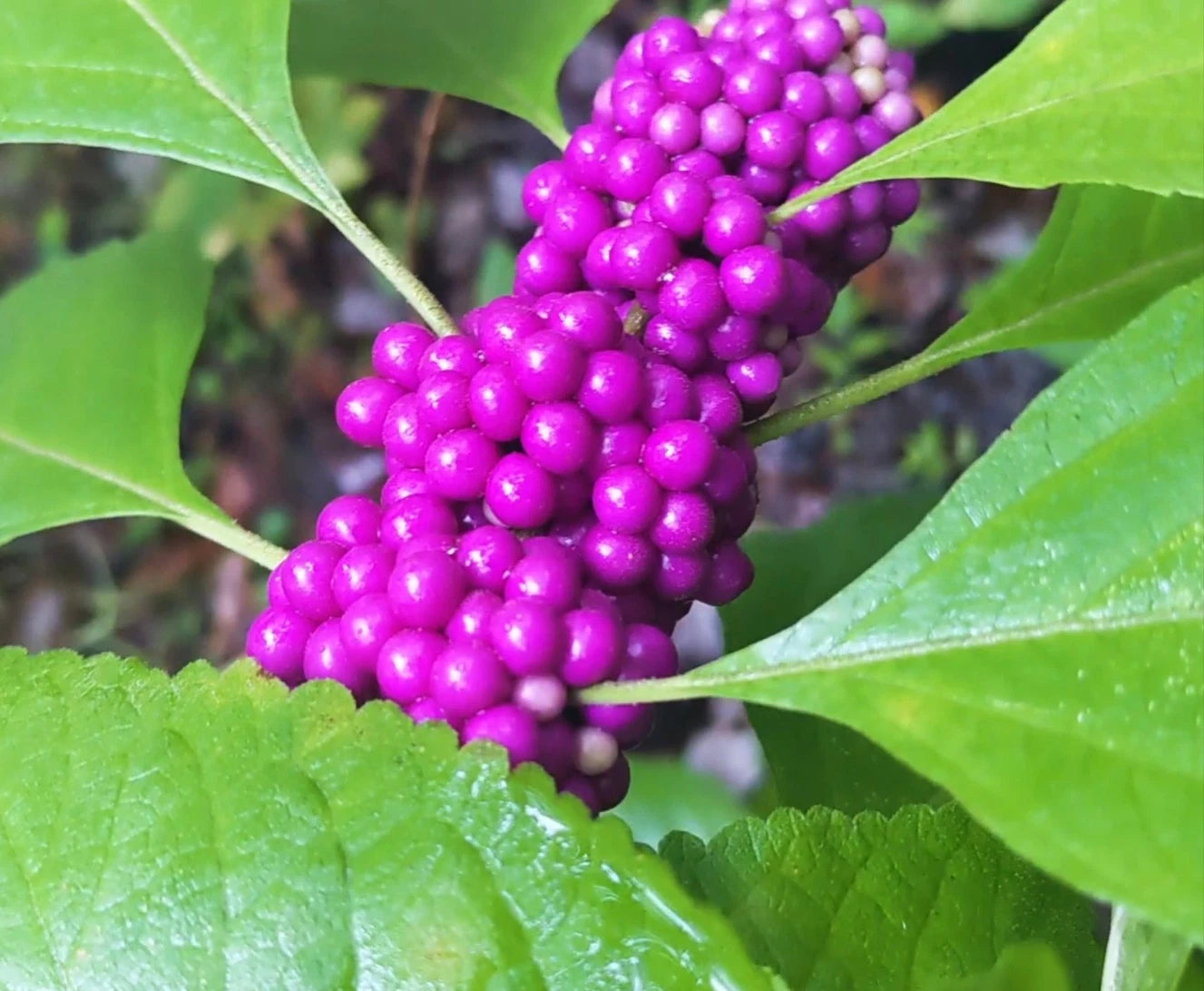 American Beautyberry Live Rooted Cutting in Pint Pot - Callicarpa americana, Vibrant Purple Berries, Garden Plant