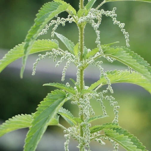 Bare Root Stinging Nettle Plants - 3 Organic Herbs for Tea & Medicinal Use - Urtica dioica