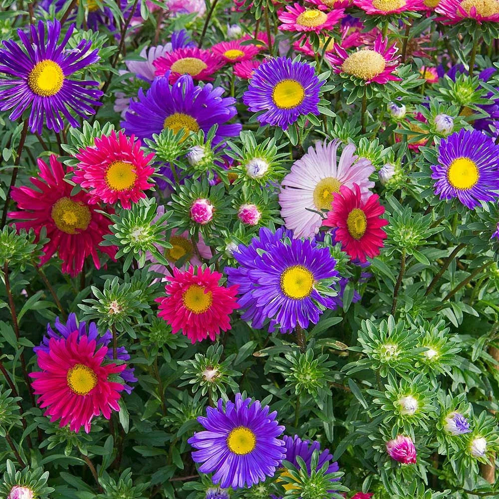 China Aster Seeds, Single Mix, Daisy-Like Flowers, Callistephus chinensis - Free Shipping