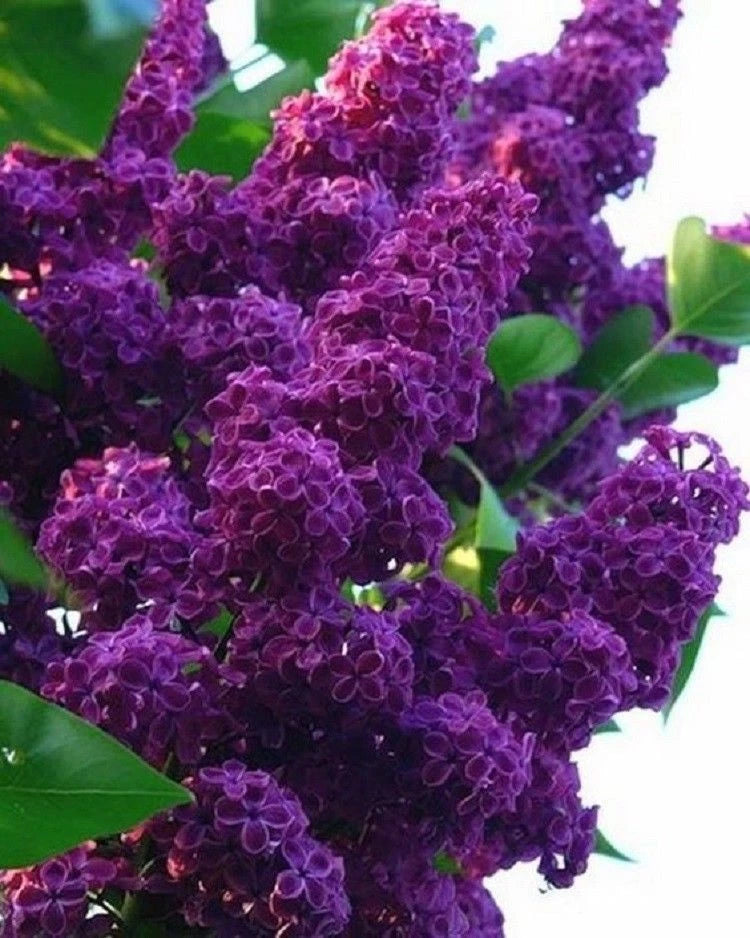 25 Dark Purple Lilac Seeds | Fragrant Perennial Flower | Syringa vulgaris | US Seller
