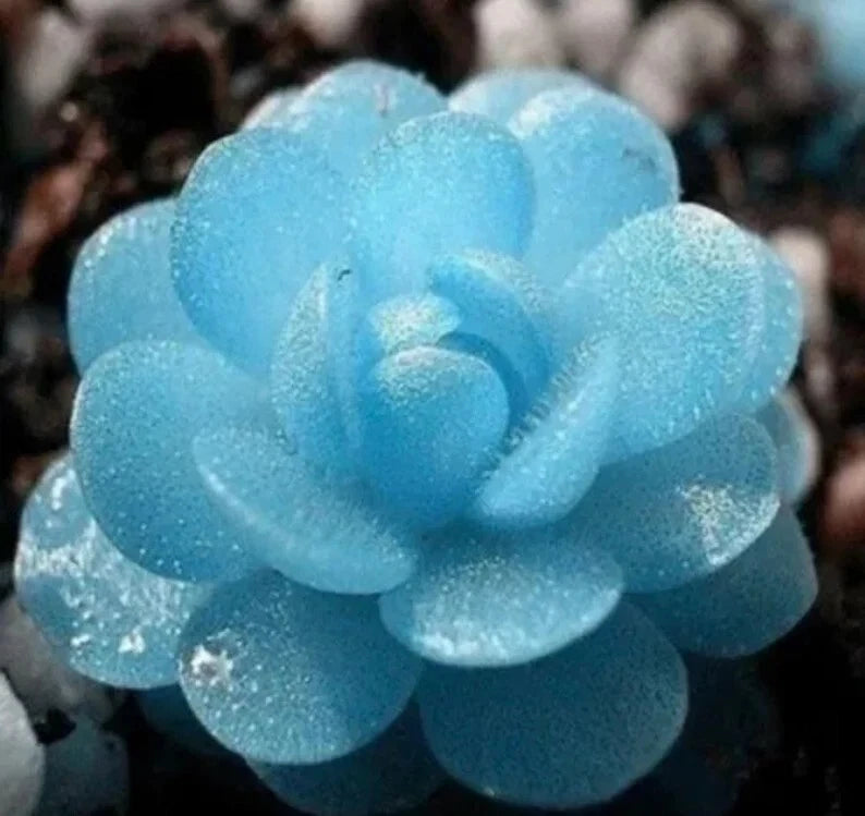 Blue Flower Succulent Seeds 100PCs Pack Rare Succulent Seeds for Planting - Ideal for Indoor or Outdoor Gardens