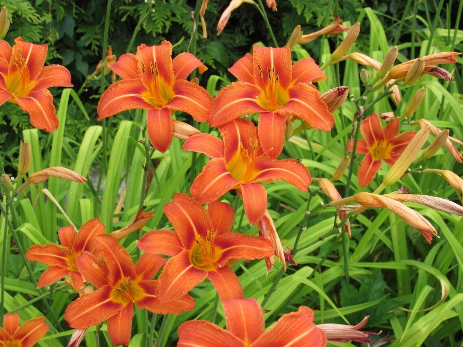 Live Large Orange Daylily Bulbs - Clumps with Strong Roots - Hemerocallis 'Orange' - 2+ Plants for Garden Landscaping