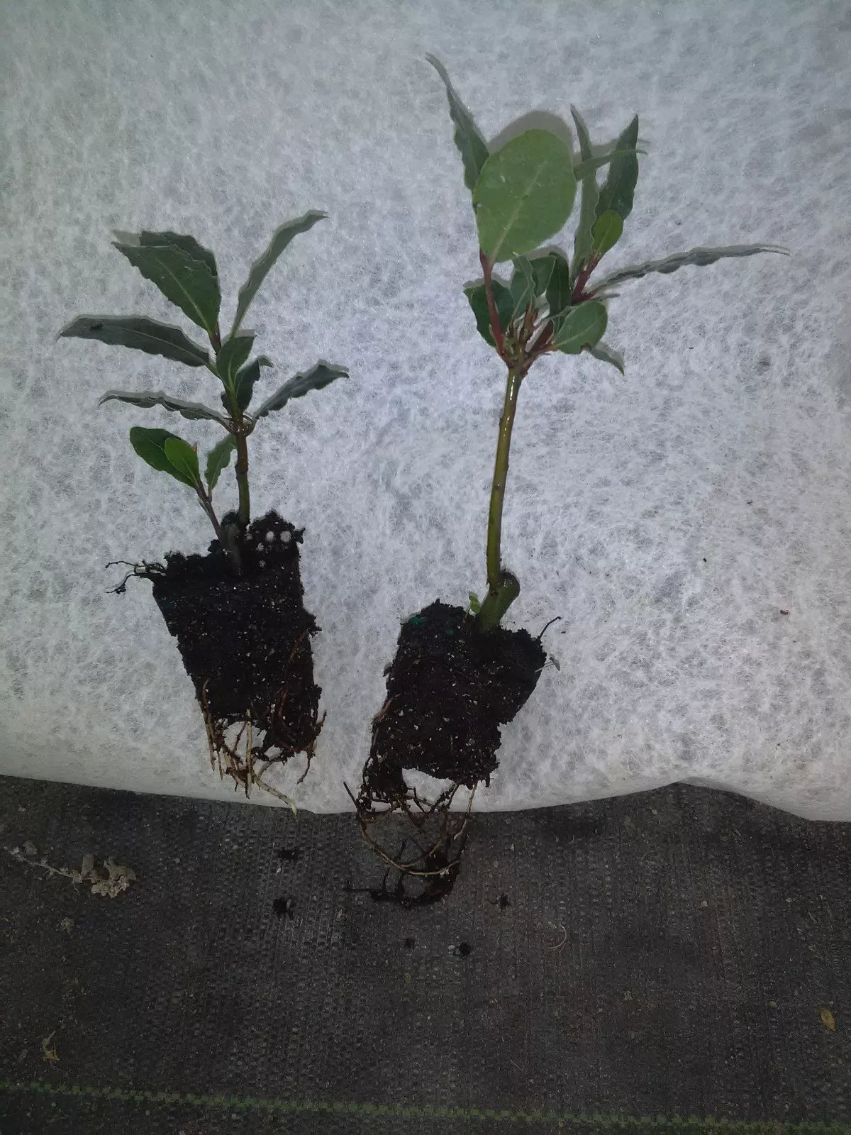 Bay Leaf Tree Plant - 2-4 Inches - Healthy Well-Rooted Laurus nobilis - Pesticide-Free - Grown in Ocala, Florida