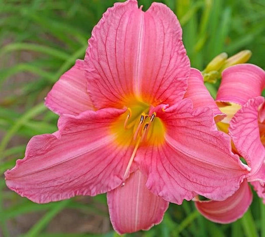 Daylily Plant - Rosa Bellini - Pink Reblooming - Hemerocallis