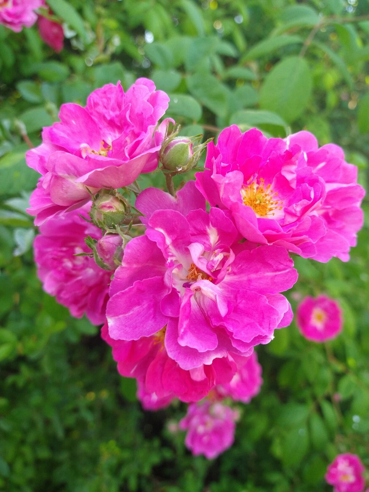 Seven Sisters Rose Bush Live Plant - Own-root Pink Cluster Flowers - Rosa multiflora