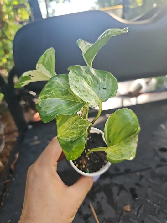 Manjula Pothos Plant - Fully Rooted 5 Nodes - Variegated Epipremnum aureum