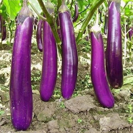 350pcs Long Purple Eggplant Seeds - Heirloom Non-GMO Vegetable Seeds - Solanum melongena