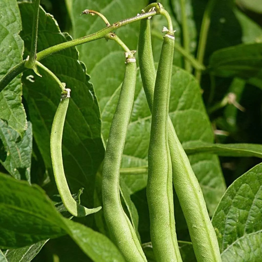 Blue-Lake Bean Seeds | Bush Variety | High-Yielding | Phaseolus vulgaris