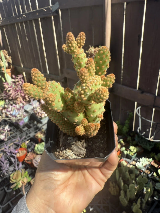 Mini Cinnamon Cactus Plant - Opuntia rufida minima - Small Succulent - Unique Desert Plant for Home Decor