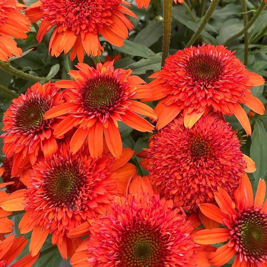 50 Moab Sunset Coneflower Seeds | Echinacea Perennial Flowers | Vibrant Orange & Yellow Blooms | USA Grown
