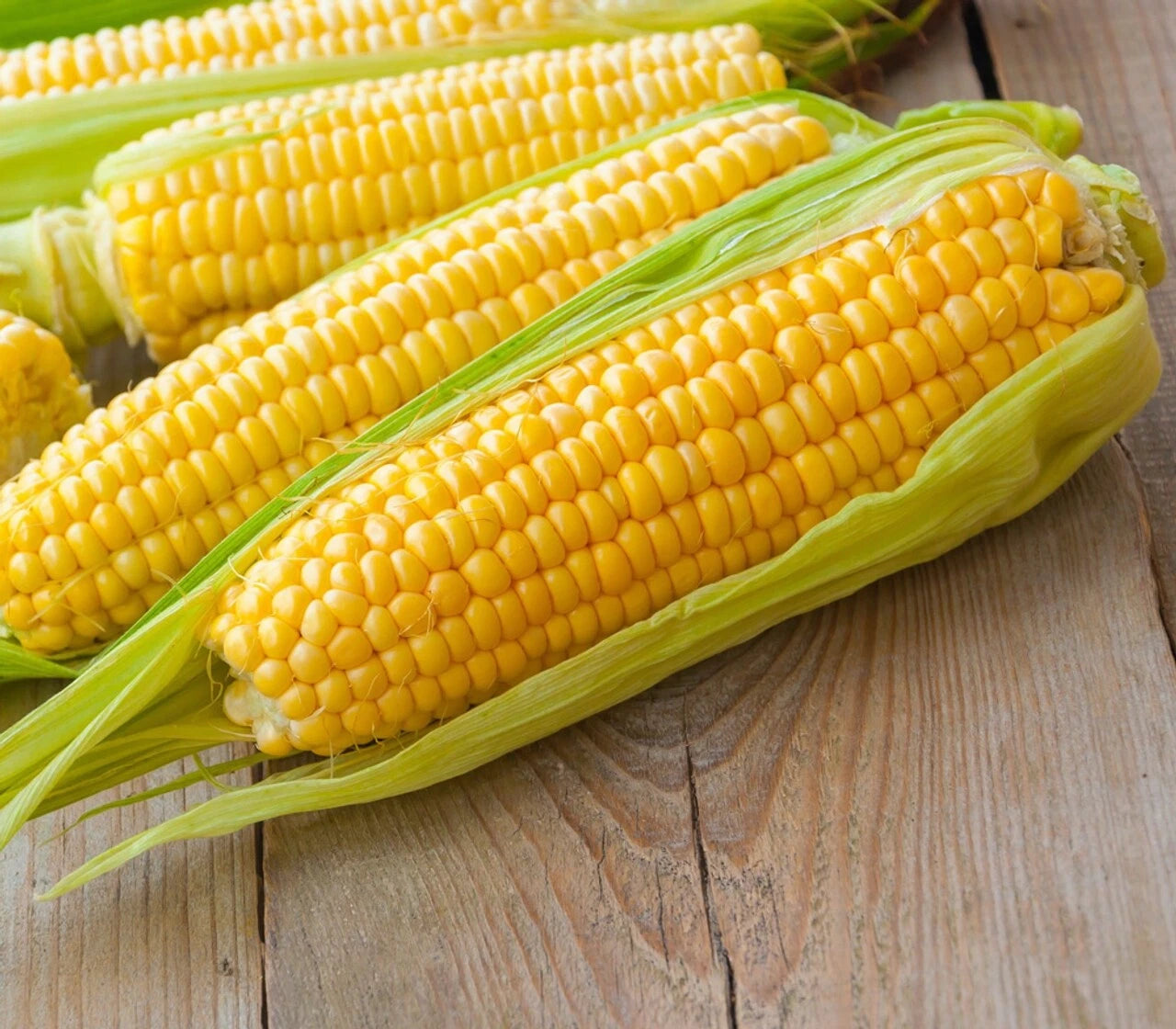 Premium Kandy Korn Seeds - Sweet Corn Variety - Zea mays - Fresh Planting Seeds for Home Garden