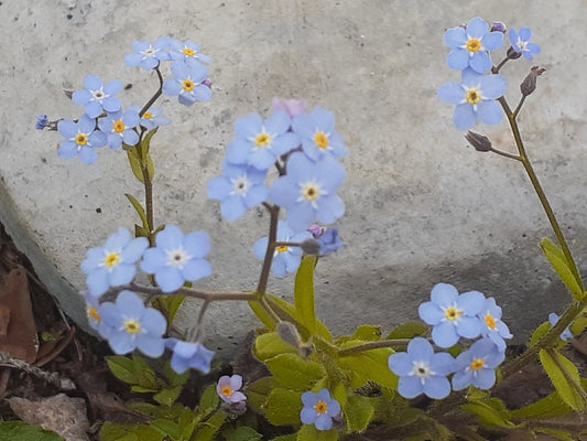 Forget-Me-Not Seeds, Blue Perennial, Myosotis, 25+ Seeds for Garden Planting