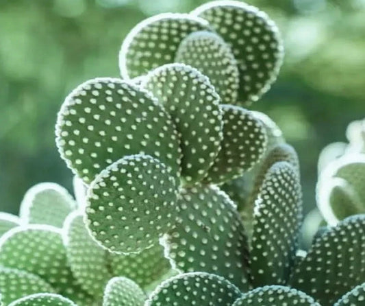 Big White Bunny Ears Cactus Plant - Opuntia microdasys albata - Live Arizona Succulent 🌵☀