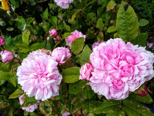 Bare Root Rose Plant - Jacques Cartier - 2 Years Old - Rosa 'Jacques Cartier' - Fragrant Pink Blooms