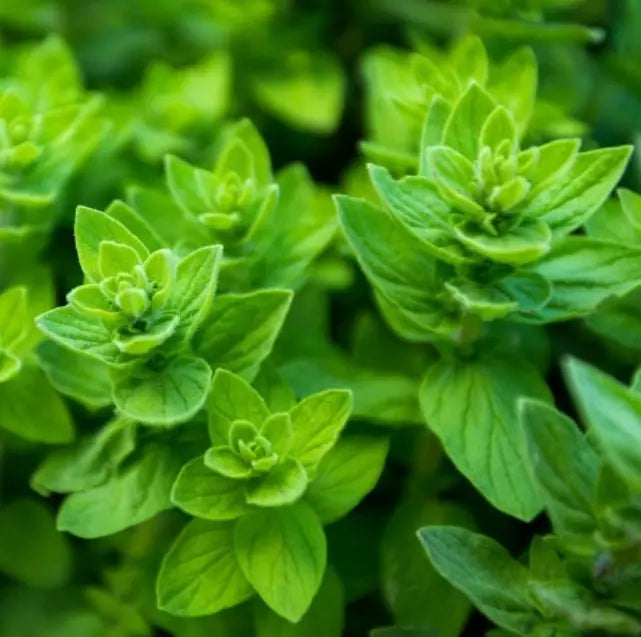 Italian Oregano Seeds - 1000 Non-GMO Culinary & Medicinal Seeds - Mediterranean Herb (Origanum vulgare)
