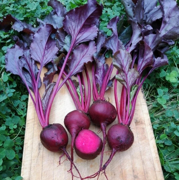 Bulls Blood Beet Seeds 2oz - Heirloom Nutritional Ornamental (Beta vulgaris) - 45 Days to Harvest