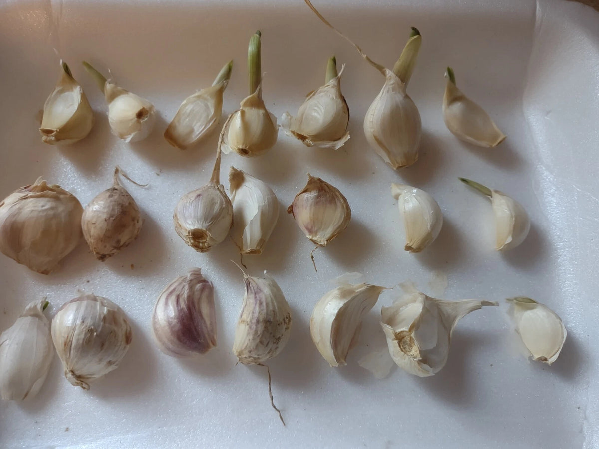 Organic Medium Garlic Cloves Seeds for Planting - Allium sativum - 20 Cloves, Sprouted, Heart-Healthy, Antioxidant-Rich