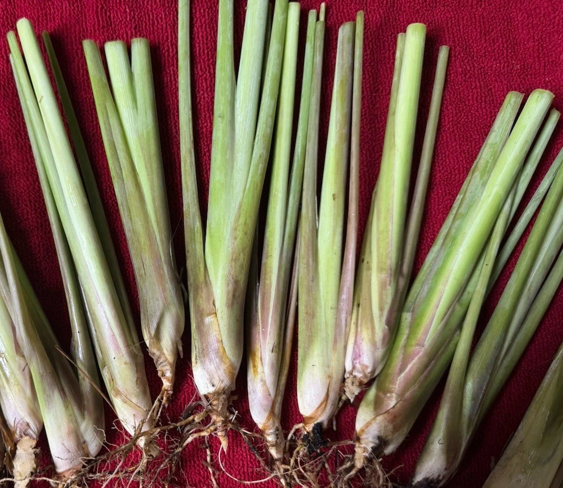 Lemongrass Stalks - 10 Fully Rooted Organic Planting Starter - Cymbopogon citratus