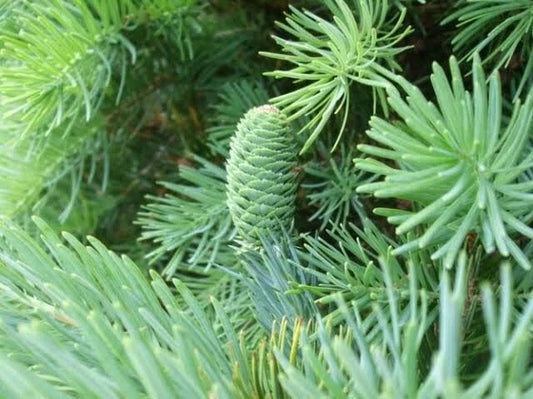 Fortune's Keteleeria Tree Seeds - 30 Seeds - Keteleeria fortunei - Ideal for Planting, Evergreen Conifer