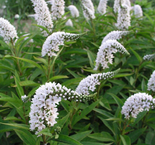 Bare Root Gooseneck Loosestrife Perennial Plant - White Flowers (Lysimachia clethroides) for Garden Landscaping