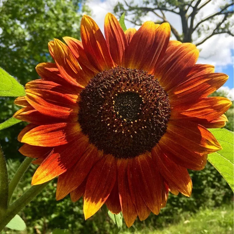Evening Sun Sunflower Seeds - 50 Fresh Seeds - Helianthus annuus - Vibrant Yellow Blooms for Gardens and Landscapes