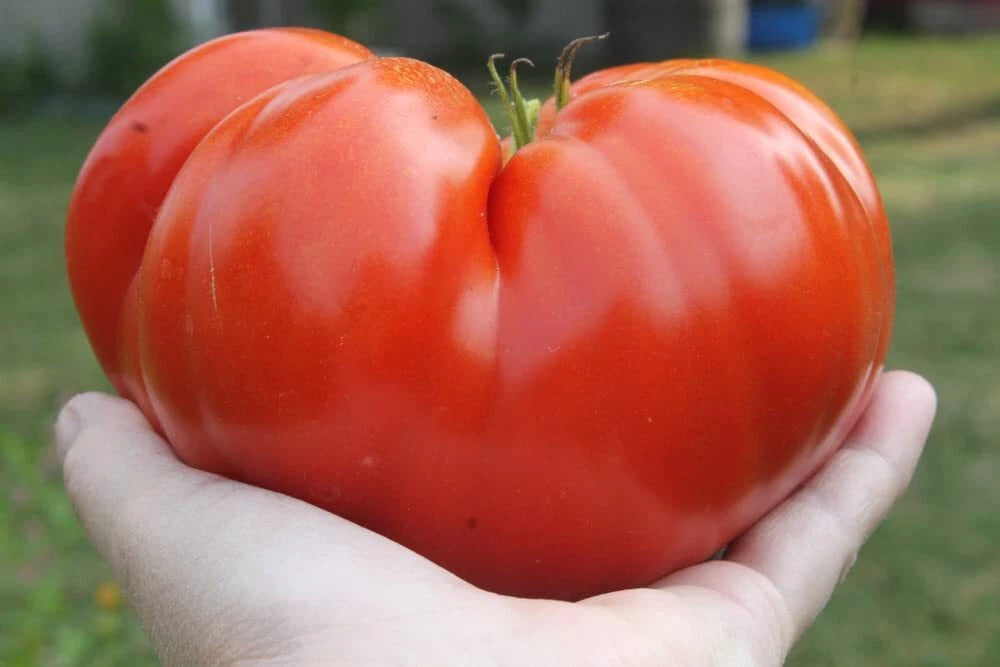 Steakhouse Tomato Seeds, 25 Seeds, Non-GMO Large Beefsteak, Solanum lycopersicum, Garden Planting