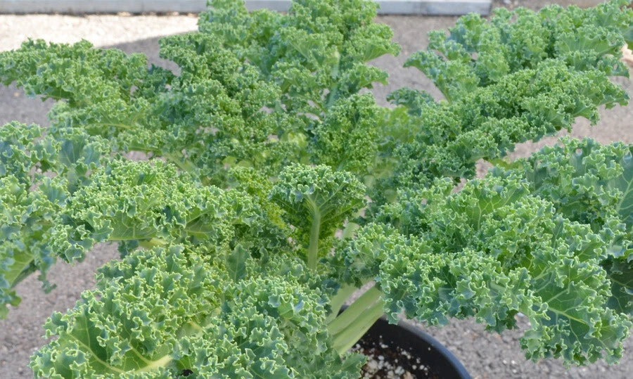 Kale Seeds - 1000 Count - Vates Blue Curled (Dwarf Blue Scotch) - Healthy Greens for Garden Planting