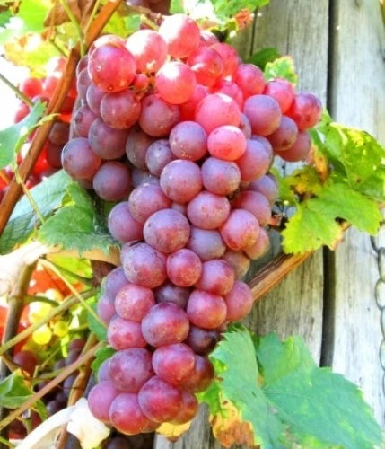 Live Seedless Red Reliance Grape Vine Plant - 1-2 Yr Old - Well Rooted - Vitis labrusca