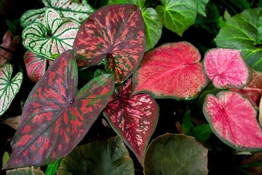 Caladium Bulbs - Mixed Color Fancy Mix - Easy to Grow Perennial - Colorful Garden Plants (Caladium spp.)