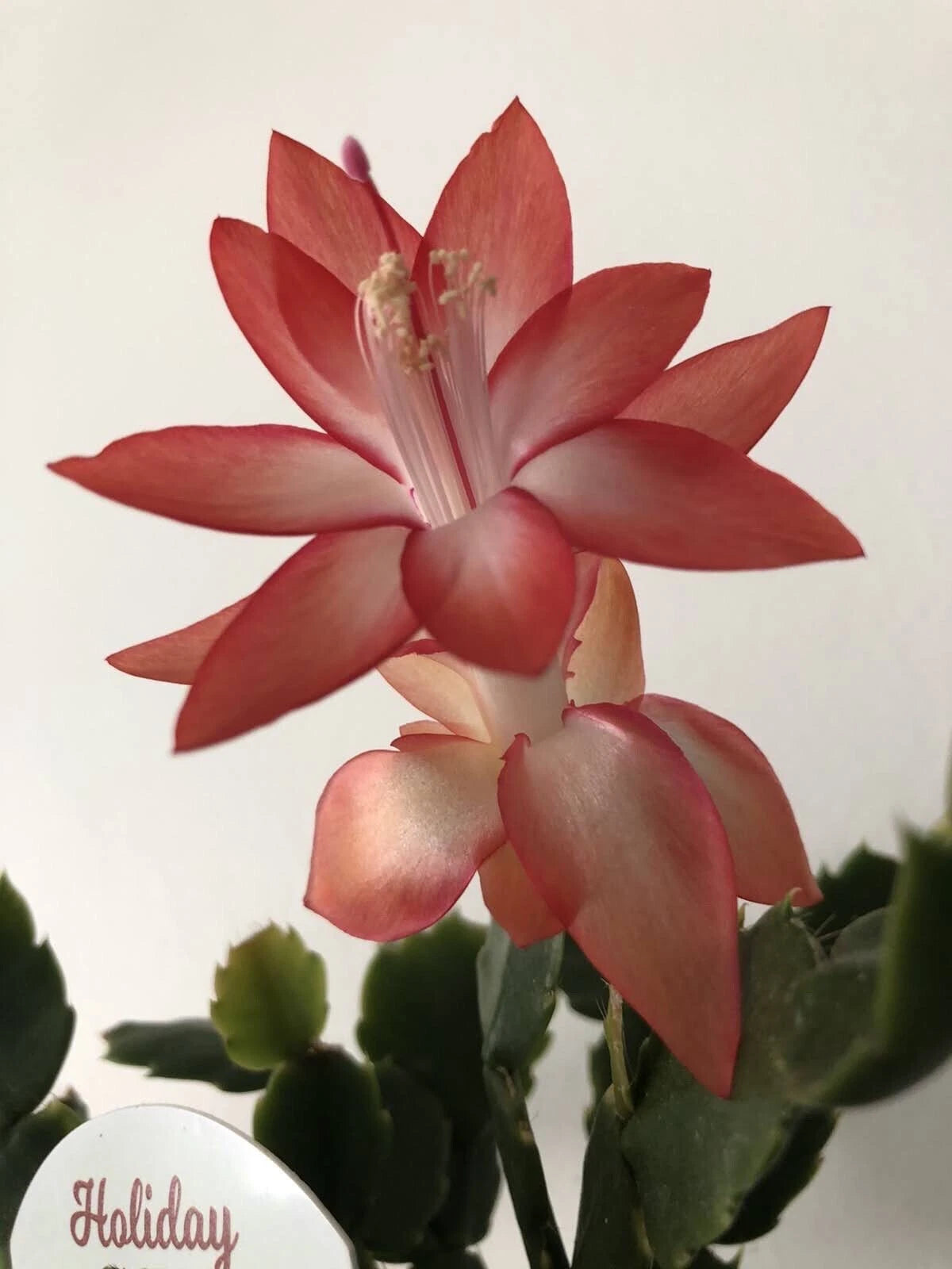 Christmas Cactus Set of 6 - 3 Rooted & 3 Unrooted - Orange Color - Schlumbergera