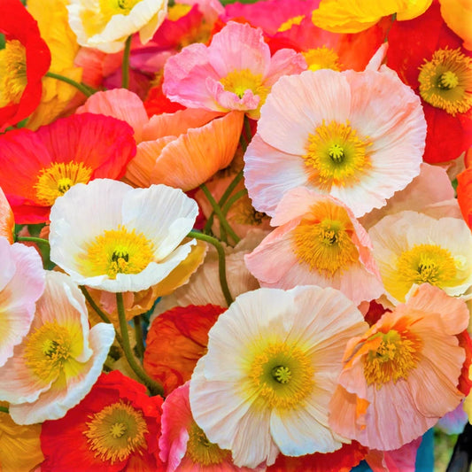 Iceland Poppy Seeds | Champagne Variety | Papaver Nudicaule | 2025 Flower Seed Pack