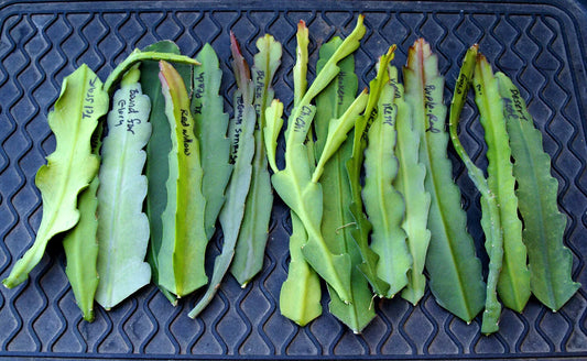 Epiphyllum Orchid Cactus Cuttings - 6 Assorted Colors & Varieties + 2 Extra Cuttings - Ready to Plant, 5-10 Inches Long