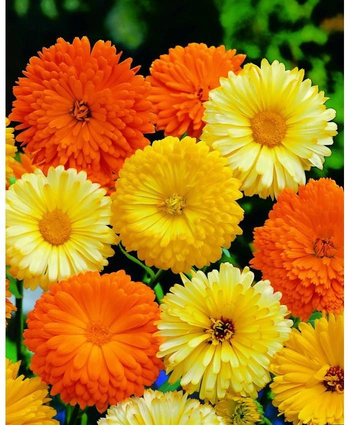 Calendula Seeds Mix - Pacific Beauty, Pot Marigold, Various Sizes, Calendula officinalis - Free Shipping