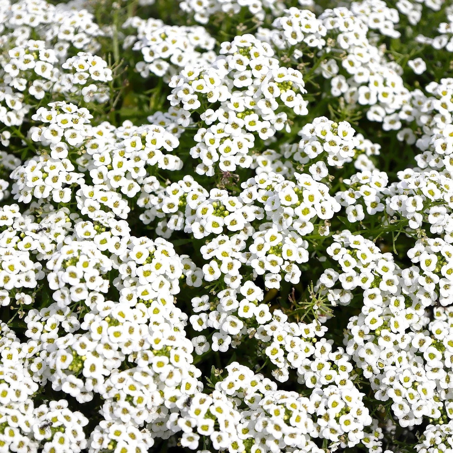 Carpet of Snow Sweet Alyssum Seeds - Lobularia Maritima - White Flowering Annual for 2025 Planting