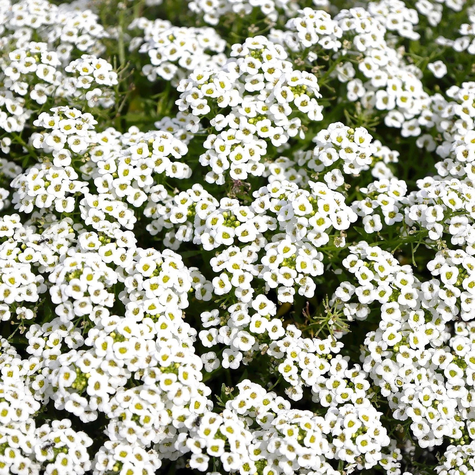 Carpet of Snow Sweet Alyssum Seeds - Lobularia Maritima - White Flowering Annual for 2025 Planting
