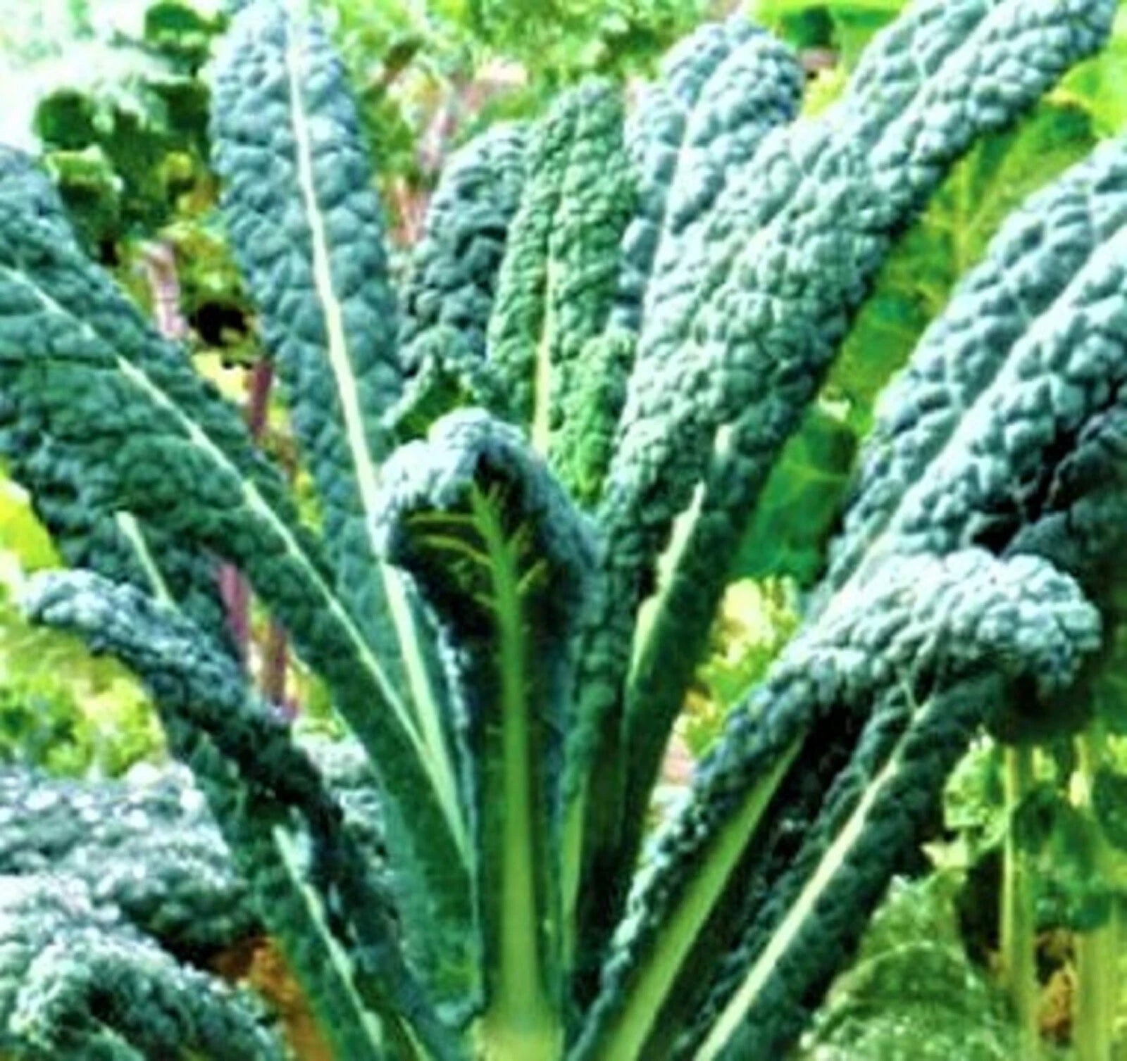 Lacinato Kale Seeds, 200+ Non-GMO Seeds for Planting, Organic Vegetable Seeds, Brassica oleracea var. sabellica