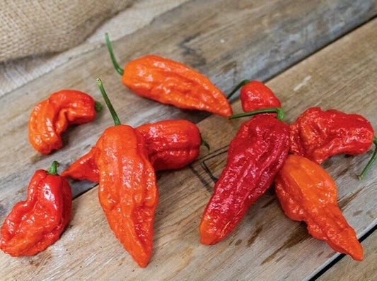 Bhut Jolokia Red Ghost Pepper Seeds - 25 Premium Super-Hot Seeds (Capsicum chinense)