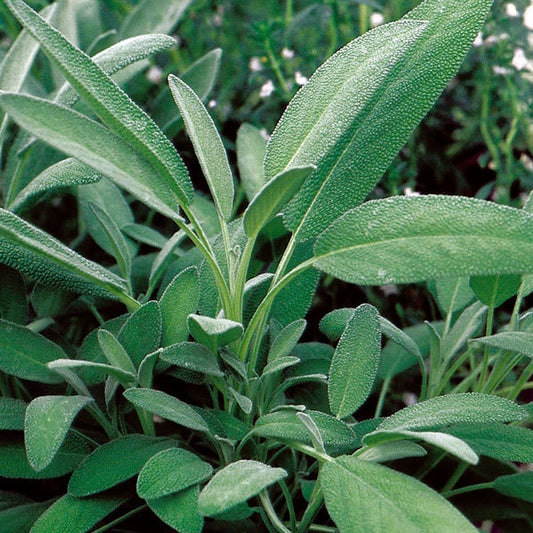 Broadleaf Sage Herb Seeds - 250+ Fresh Seeds - Salvia officinalis - Culinary Herb for Cooking and Gardening